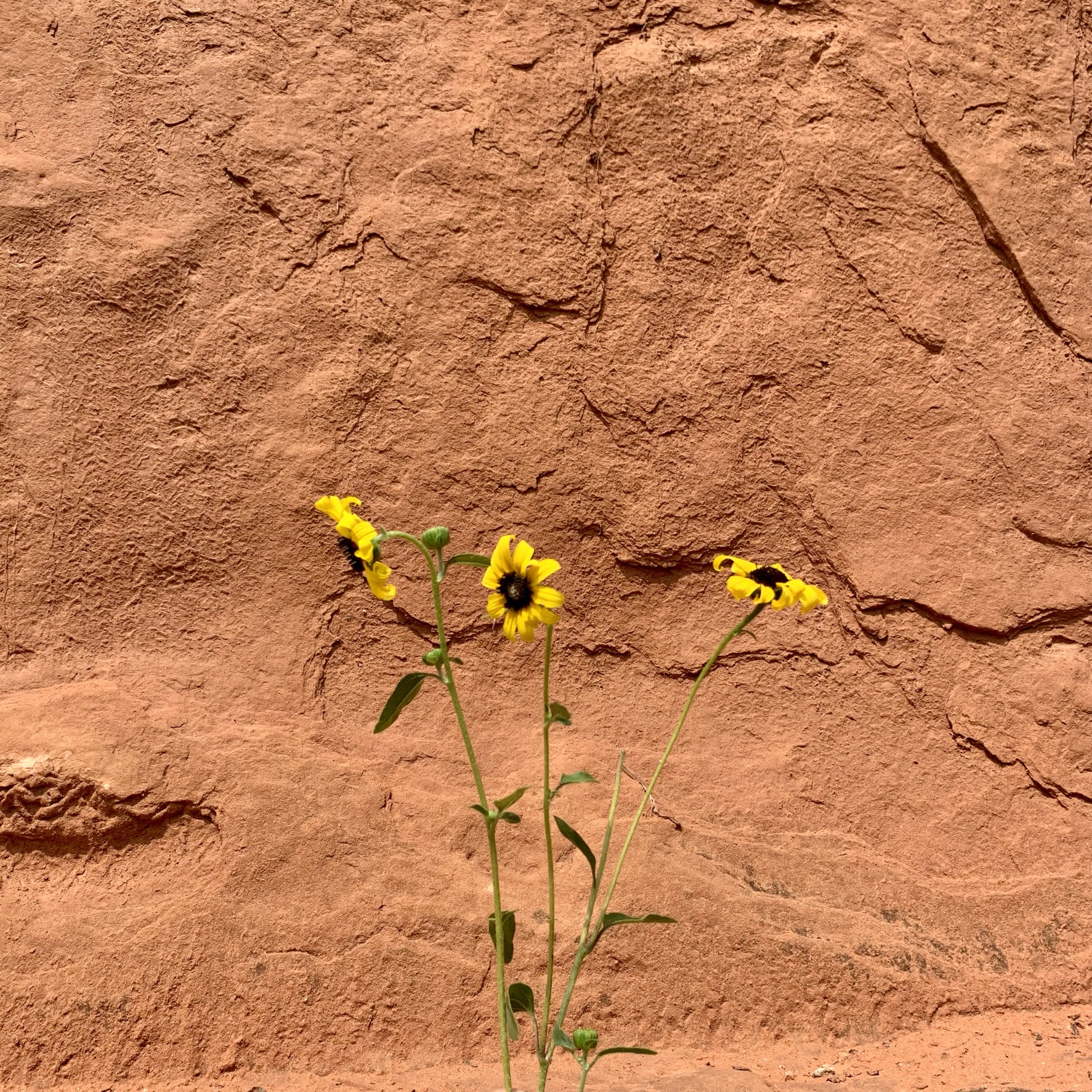 sunflowers